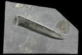 Ammonite (Dactylioceras) & Belemnite (Acrocoelites) - Germany #106354-1